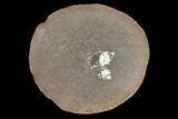 Fossil Snail (Strobeus) - Illinois #120884-3